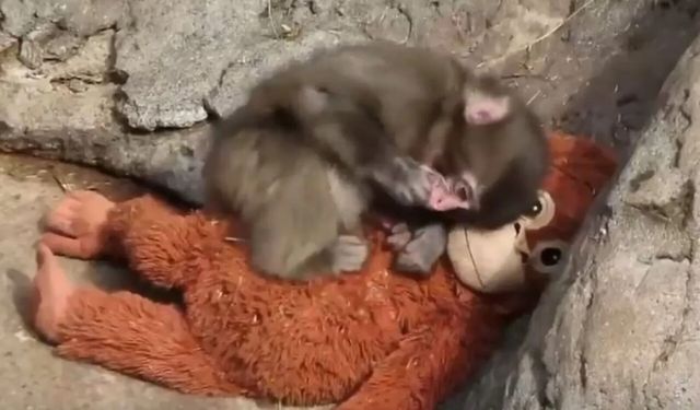 Peluş oyuncağına sarılan maymun Punch'ın dramı: Maymun Punch olayı nedir?