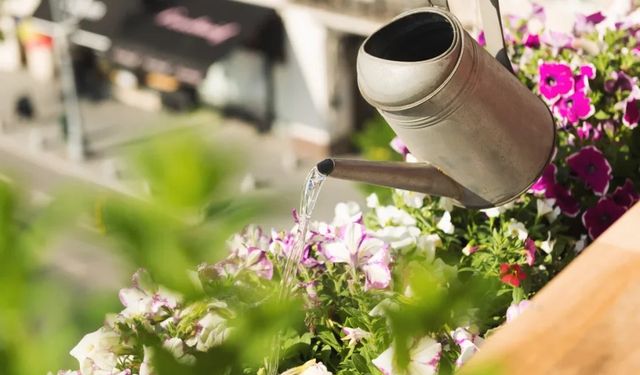 Bitki yetiştirenler dikkat! Yanlış sulama öldürüyor