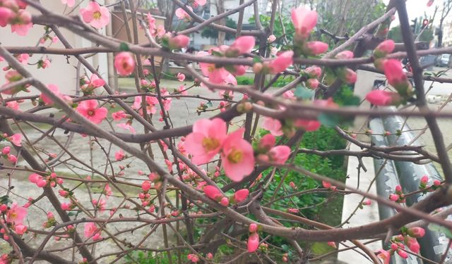 İzmir'de Japon ayvası çiçek açtı