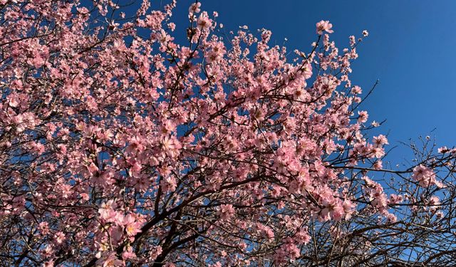 Kızıltepe’de badem ağaçları çiçek açtı