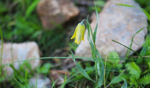 Kuşadası’nda ‘Ağlayan Gelinler’ mevsimi başladı