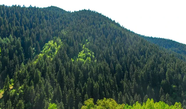 ORMANCILIK ÇALIŞMALARININ TAKİBİ VE KONTROLÜ HİZMETİ ALINACAK