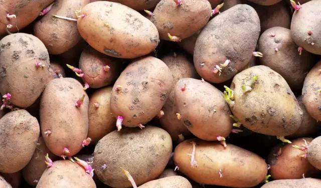 Patatesler filizlenmesin istiyorsanız bu yöntemi kullanın!