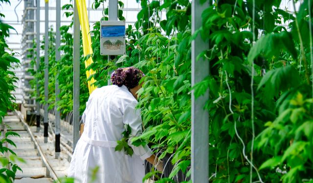 Şiddetli yağıştan sonra en kritik tarım dersi ortaya çıktı