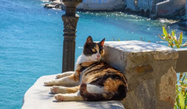 Komşuda sıradışı davet: Syros Adası’nda kedilerle yaşayıp ücretsiz konaklayın
