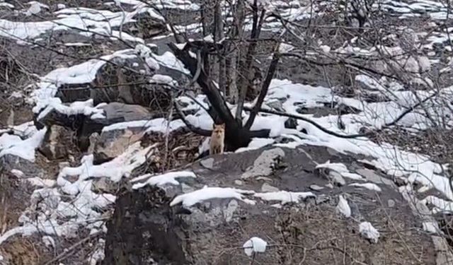 Tunceli’de yaban hayatı kışla mücadele ediyor