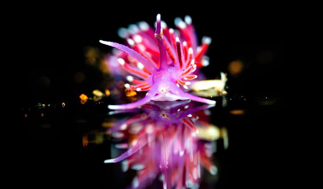 Türkiye’nin en genç sualtı fotoğrafçısı Çeşmeli Doğa Ergün’den gururlandıran başarı