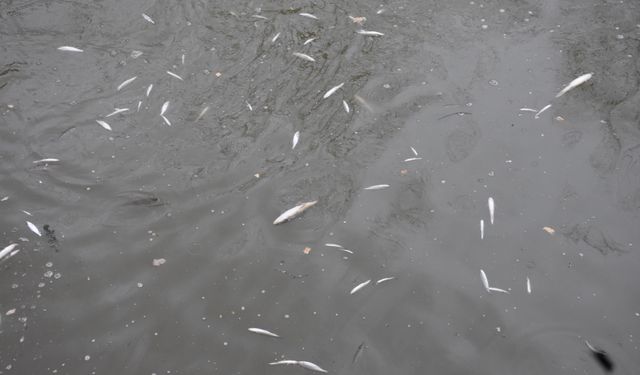 Uludere Çayı’nda toplu balık ölümleri paniğe yol açtı