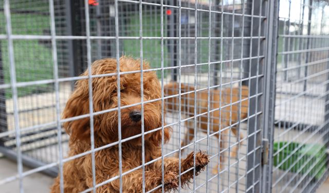 Buca’da can dostlara yıldızlı bakım