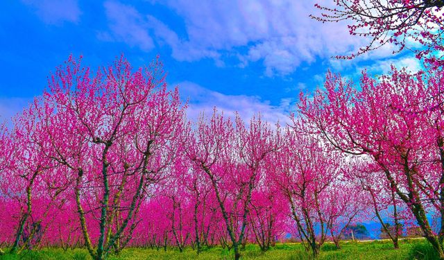 İznik Ovası baharla canlandı