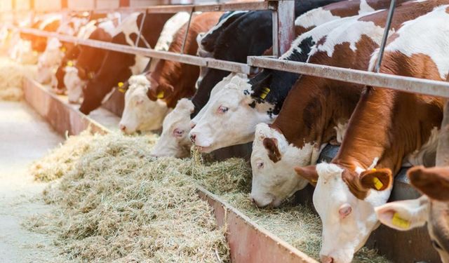 Hayvancılık desteklemelerinde 2. dönem başvuruları başlıyor: İşte kritik tarihler