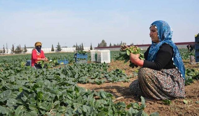 'Aile Yılı' Bilançosu: 2025’te 404 Bin Kadın Çalışma Hayatından Koptu!