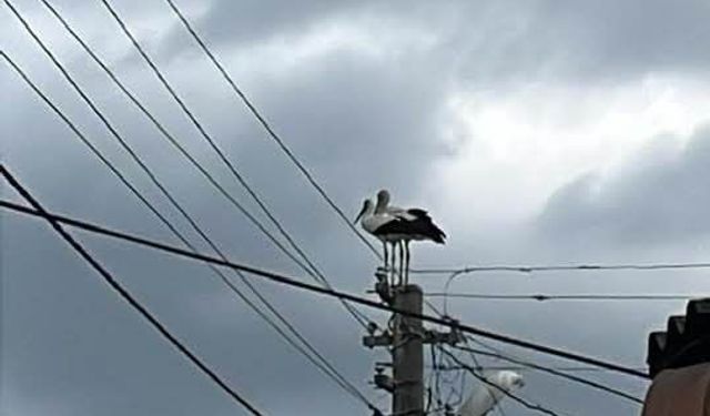 Dereköy’de leylek eski yuvasına dönemiyor