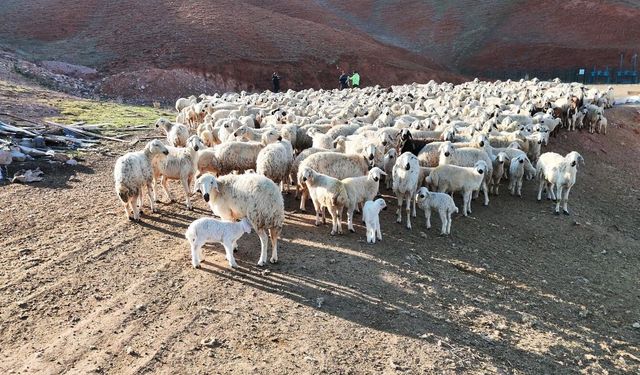 Dronla kaydedilen görüntüler hayvancılık meraklılarını büyüledi