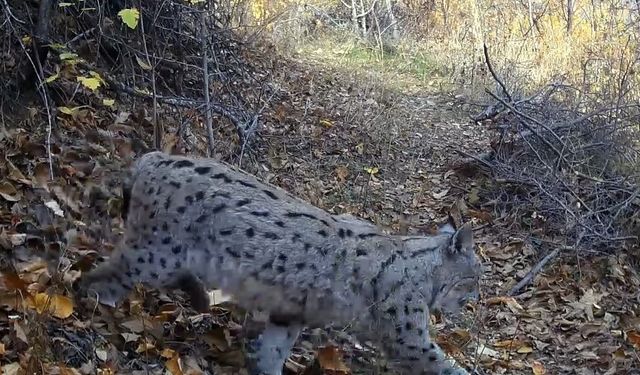 Erzincan’da nadir görülen Avrasya vaşağı görüntülendi