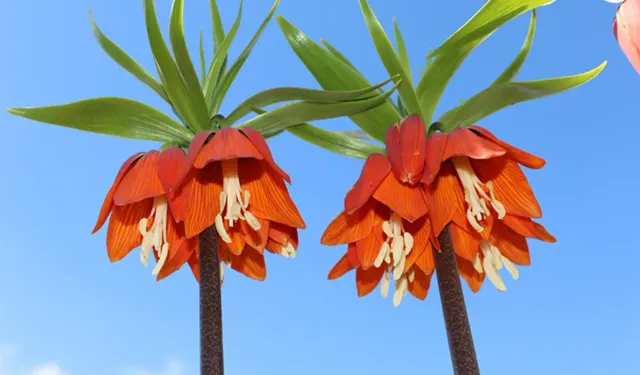 Gördüğünüz yerde kaçın! Koparmanın bedeli bir araba parası: İşte o yasaklı çiçek...