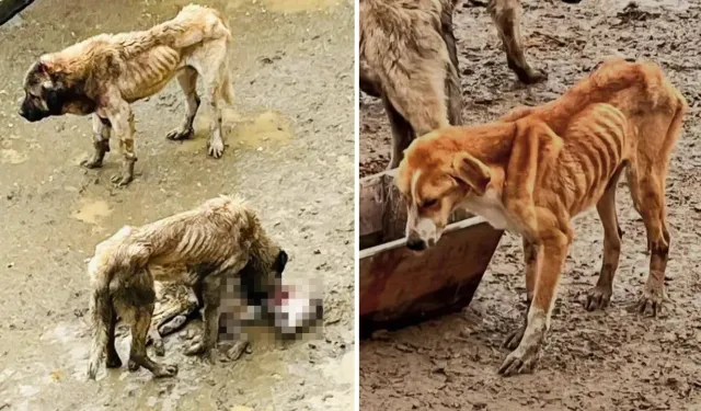 Hayvanseverler barınağa akın etti, gördüklerine inanamadı! 'Köpekler birbirini yiyordu'