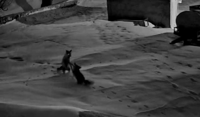 Köye inen 2 tilkinin kavgası kameraya yansıdı