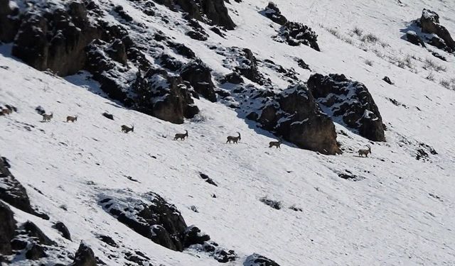 Munzur’da yaban keçilerinin zorlu kış mücadelesi görüntülendi