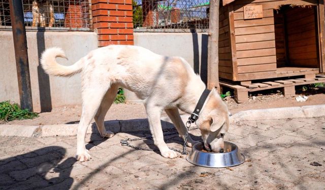 Seferihisar'da sokak hayvanlarını sevindiren proje!