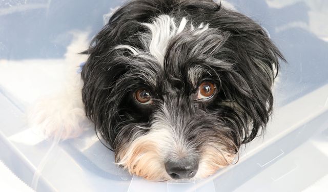 Şaşırtan operasyon: Köpeğin karnından 140 taş çıkarıldı