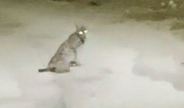 Teravih namazından dönen vatandaş vaşağı görünce kamerayı açtı!