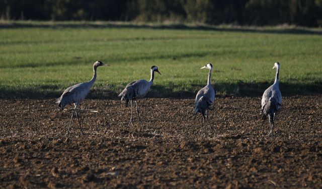 Turna ailesi Kastamonu’da objektiflere yansıdı
