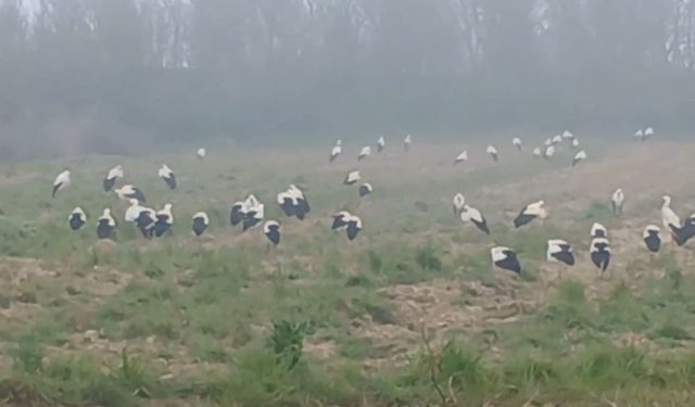 Yüzlerce leylek aynı anda Edirne’de toplandı, görenler hayran kaldı