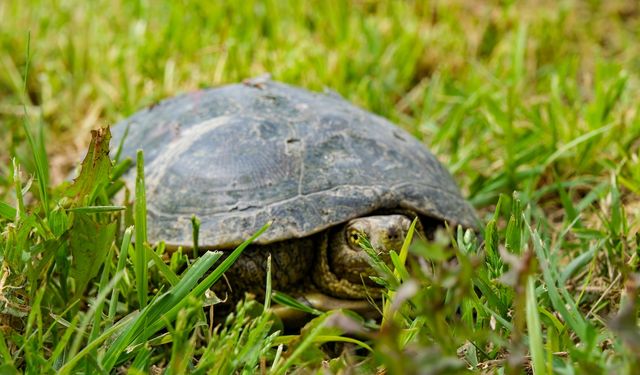 Menemen’de can dostlar için tedavi sayısı rekor seviyeye ulaştı