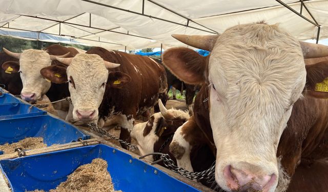 Geri sayım başladı! İzmir’de kurban pazarlarında hareketlilik başladı