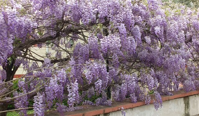 Balıkesir’de bahar mor renge büründü