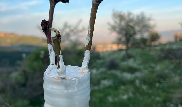 Bergama’da üretime destek: Ahlat ağaçları aşılandı