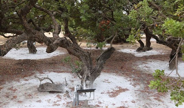 Sakız Ağacı Mirası İzmir’de ziyaretçilerle buluşuyor!