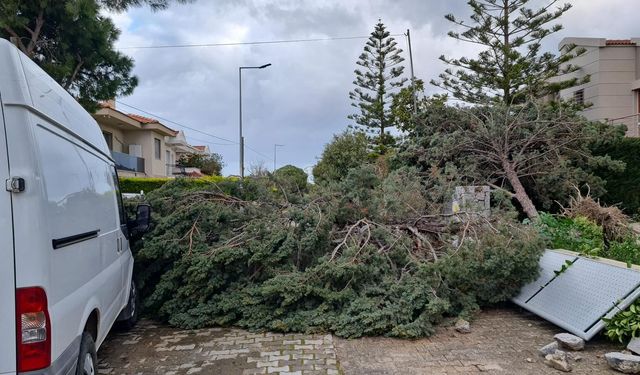 Çeşme'de fırtına etkili oldu: Alaçatı'da ağaçlar devrildi