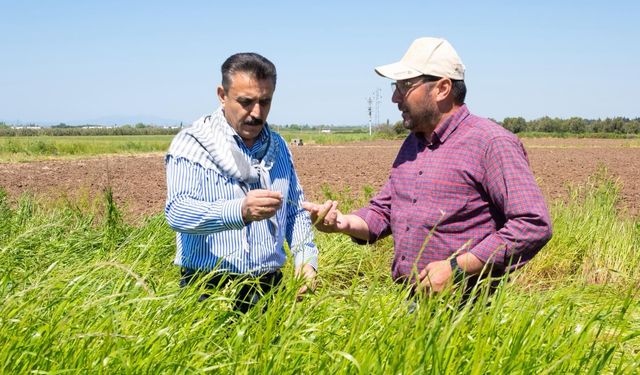 Dikili’de yeni sezon başladı: Kırgöz tarlada