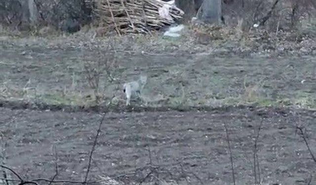 Erzurum’da nesli tehlikedeki vaşak görüntülendi