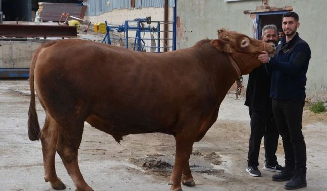 'Fırtına' isimli kurbanlık dana rekor fiyata satıldı!