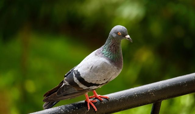 Güvercinleri bu yöntemlerle balkonunuzdan uzak tutabilirsiniz!