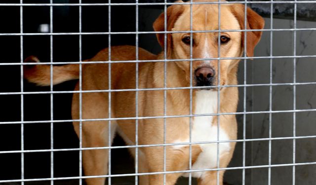 İZSİAD’dan ‘Her Fabrikaya Barınaktan Bir Köpek’ çağrısı güçleniyor