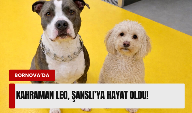 Kahraman Leo, can dostu Şanslı’ya hayat oldu