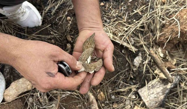Kastamonu’da yanan ormandan bereket fışkırdı: Kilosu bin liralık servet!