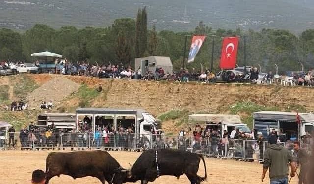 Kemalpaşa’da 3. Boğa Güreşi Festivali başlıyor
