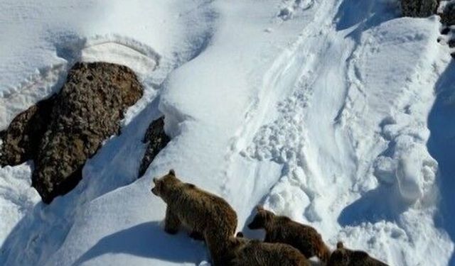 Bingöl’de kış uykusundan uyanan ayılar dronla görüntülendi