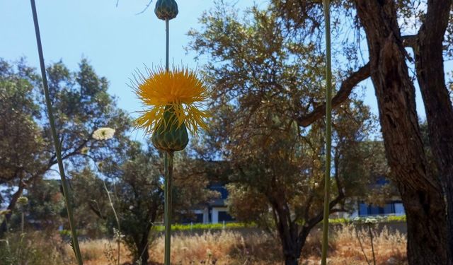 Kuşadası’nın simgesi Tülüşah tehlike altında