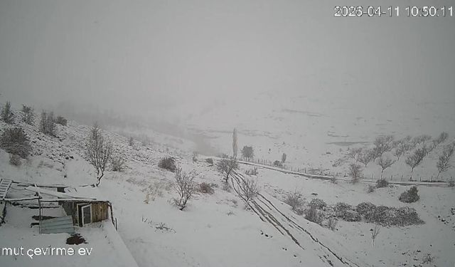 Malatya’da aç kurt sürüsü yerleşim yerine indi