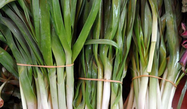 Yılın seçili otu: Körmen