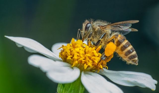 Rüyada arı görmek ne anlama geliyor?