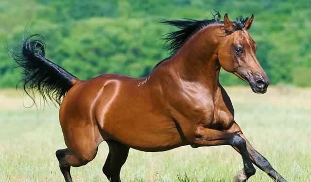 Rüyada at görmek ne anlama gelir?