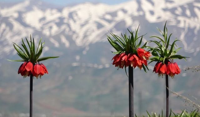 Hüznün çiçeği ters laleler açtı: Koparmanın cezası servet değerinde
