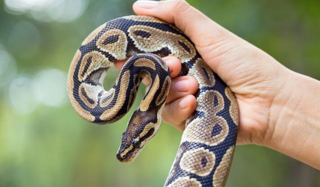 Rüyada yılan görmek ne anlama gelir?